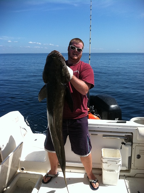 gulf cobia